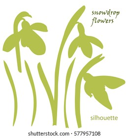 Set silhouette beautiful snowdrop flowers. Vector illustration. Isolated on white background