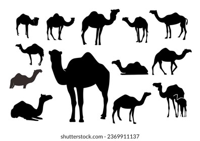 Plantilla de diseño de vectores de mamíferos de camellos de silueta