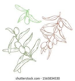 Set of silhouette decorative olive branches on white background. Hand drawn vector illustration.