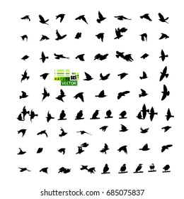 Set Silhouette of a flock of flying birds. Vector
