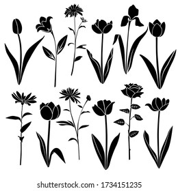 Set of silhouette flowers rose, chamomile, daisy, campanula, iris, Tulip, spring-summer forest and garden field flower, black color isolated on a white background  