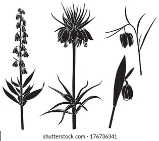 Set silhouette image of Fritillaria flowers