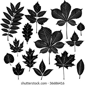 Conjunto de hojas de silueta