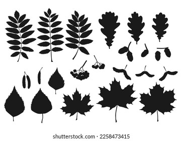 Set with silhouette leaves, berries and acorns. Hand drawn autumn vector illustration.