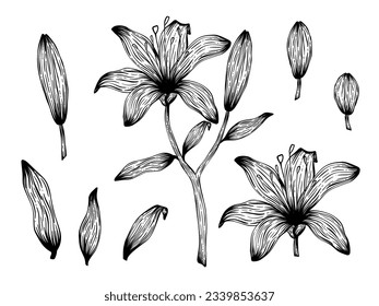 Satz Silhouettenblume, Blätter, Ast. Dekoratives Linienkonzept, Rahmenpflanze. Botanisches schwarz-weißes Element. handgezeichnet, florale Vektorgrafik einzeln auf weißem Hintergrund