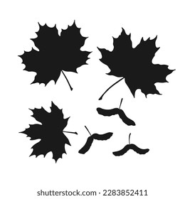 Set of silhouette  maple and seeds. Hand drawn autumn vector illustration.