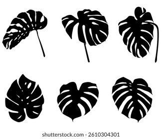 Set of Silhouette of Monstera Leaves , Collection, Shadow, Tropical Plants, Branch, Natural, Isolated, Black, Vector Illustration	