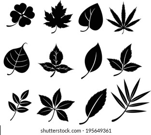 Set of silhouette natural leaves plant botany such as clover maple bodhi icon collection set, create by vector