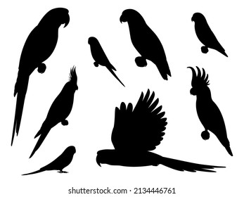 Set of silhouette parrots. Vector illustration set of black tropical parrot silhouettes isolated on white background. Side view, profile.