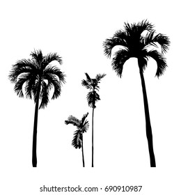 Set Of Silhouette Realistic Palm Tree, Nature Illustration, Vector Summer Sign