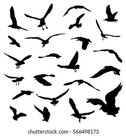 Set Colibri Silhouettes Vector Image Stock Vector (Royalty Free) 458854720