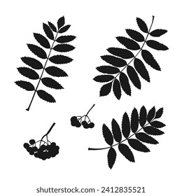 Set with silhouette rowan leaf. Hand drawn autumn vector illustration.