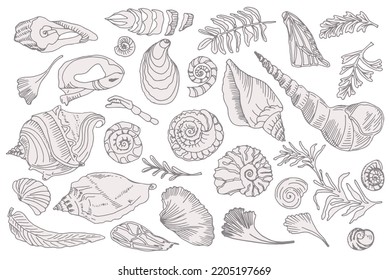 Set silhouette seashells   plants Hand drawn ocean shell conch mollusk scallop Sea underwater animal fossil Nautical   aquarium  marine theme  Vector illustration 