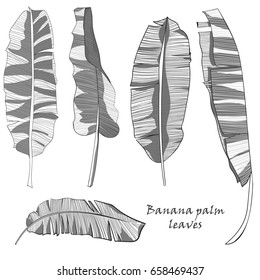 Set of silhouette tropical banana palm leaves green isolated on white background. Vector illustration