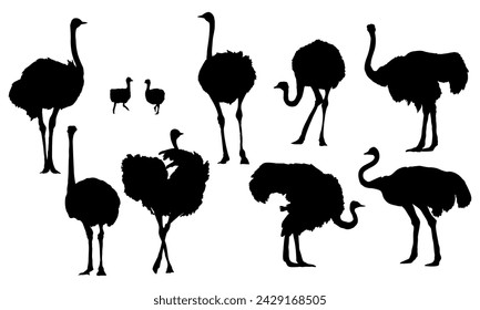 Set of silhouettes of African ostrich. Large wild birds of Africa. Realistic vector animal