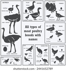 Set of silhouettes of all types of meat poultry with names