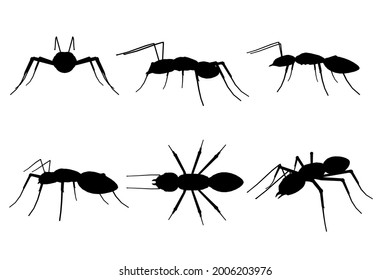 Set with silhouettes of ant in different positions isolated on white background. Vector illustration