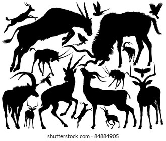 Set of silhouettes of a antelopes of a different appearance and the size on a white background.