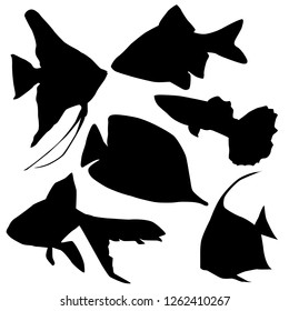 set of silhouettes of aquarium fish, isolate on a white background