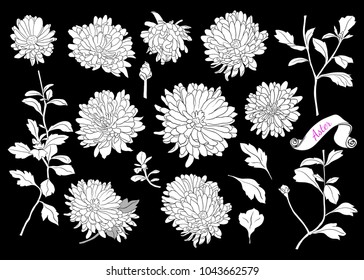 Set of silhouettes of asters.Linear vector illustration of aster flowers, buds, stems and leaves. Isolated elements in sketch style