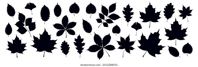 Set of silhouettes of autumn leaves in a cartoon style. Vector illustration of black silhouettes of autumn leaves: maple, oak, ginkgo, birch, chestnut, walnut, twigs isolated on a white background.