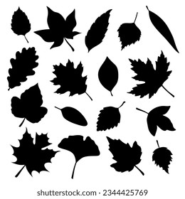 A set of silhouettes of autumn leaves on a white background