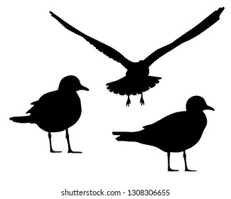 Set of silhouettes of bird isolated on white background vector, gull, seagull, mew, sea mew.