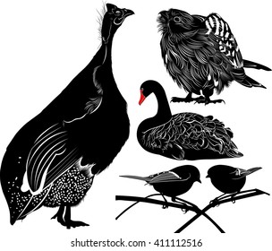 set of silhouettes of birds