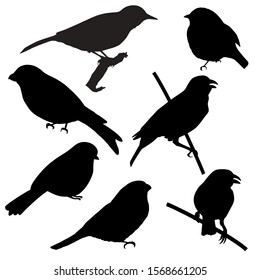 Set of silhouettes of birds silhouettes in black, isolate on a white background