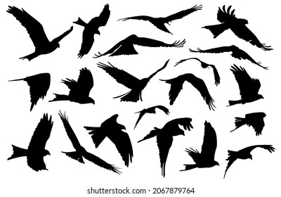 The Set silhouettes of birds in flight.