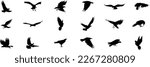 set of silhouettes of birds. flying birds silhouette set. Set of black isolated silhouettes flying birds. Collection of different birds position.