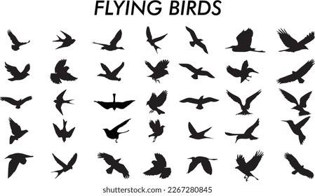 Hand Drawn Flying Bird Collection Stock Vector - Illustration of isolated,  poses: 138520119