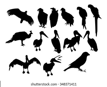 Set of silhouettes of birds. Parrots, pelicans, vultures. Vector illustration