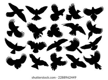 A set of silhouettes birds of prey and seabirds in flight.
