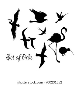 Set of silhouettes of birds symbols on white background