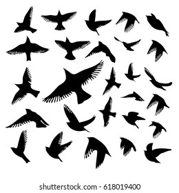 Set of silhouettes of birds. Vector