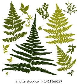 Set of silhouettes of botanical elements. Branches with leaves, herbs, wild plants, trees. Garden and forest collection of leaves and grass. Vector illustration on white background - Vector Graphics