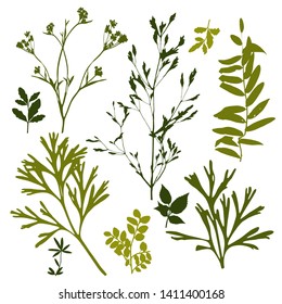 Set of silhouettes of botanical elements. Branches with leaves, herbs, wild plants, trees. Garden and forest collection of leaves and grass. Vector illustration on white background - Vector Graphics