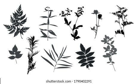 Set of silhouettes of botanical elements. Herbarium. Branches with leaves, herbs, wild plants. Garden and forest collection of leaves and grass. Vector illustration on white background.