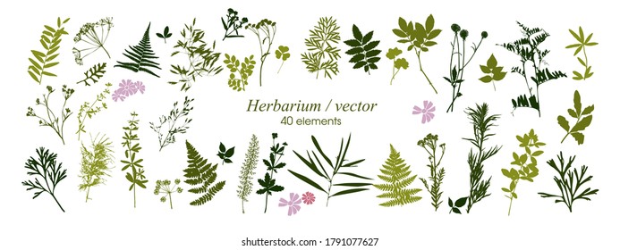 Conjunto de siluetas de elementos botánicos. Herbario. Ramas con hojas, hierbas, plantas silvestres. Recolección de hojas y hierba en los jardines y bosques. Ilustración del vector sobre fondo blanco