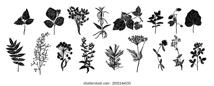 Set of silhouettes of botanical elements. Herbarium. Branches with leaves, herbs, berries, wild plants. Garden and forest collection of leaves and herbs. 