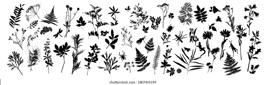 Set of silhouettes of botanical elements and insects. Herbarium. Grass, flowers, wild plants. Beetle, lizard, dragonfly. Vector illustration on white background