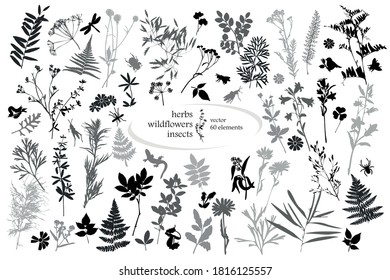 Set of silhouettes of botanical elements and insects. 60 vector elements. Herbarium. Illustration on white background