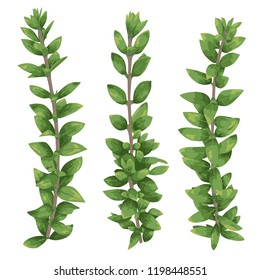 Set of silhouettes of a branches boxwood (buxus) isolated on white background. Vector illustration
