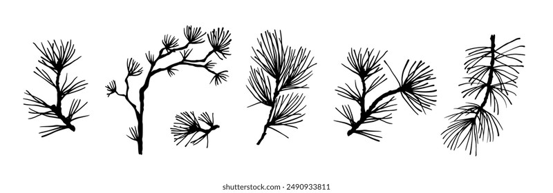 Set of silhouettes of branches of coniferous spruce, pine, thuja. Botanical elements of Christmas and New Year decor. Vector graphics.