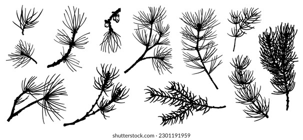A set of silhouettes of branches of a coniferous tree of pine, spruce, arborvitae.Vector graphics.