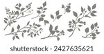 Set of silhouettes of branches and leaves. Hand drawn vector botanical elements