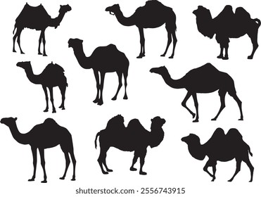 Set silhouettes of camel, different poses, black color, isolated on white background. Standing, going. Vector realistic illustrations