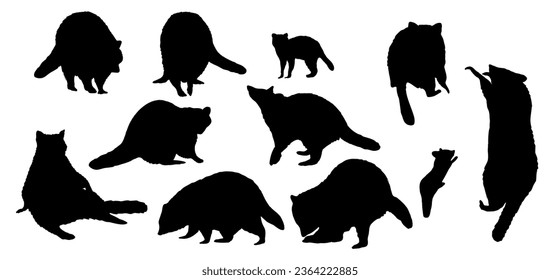 Conjunto de siluetas Racco común en diferentes poses. Los mapaches se paran, se sientan, trepan un árbol. Racconones de los lotores de Procyon adultos y sus costillas. Animal vector realista