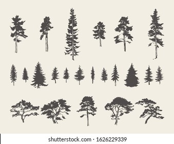 Set of silhouettes of coniferous trees. Pine, fir, spruce, cedar, larch. Hand drawn vector illustration, sketch